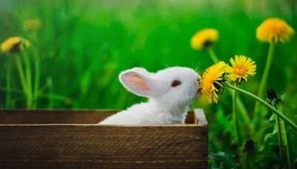 开云·体育官方网站入口-KPL赛区粉丝互动活动热烈举行，粉圈kpl什么意思